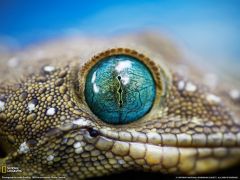 Tapeta National Geographic 354.jpg